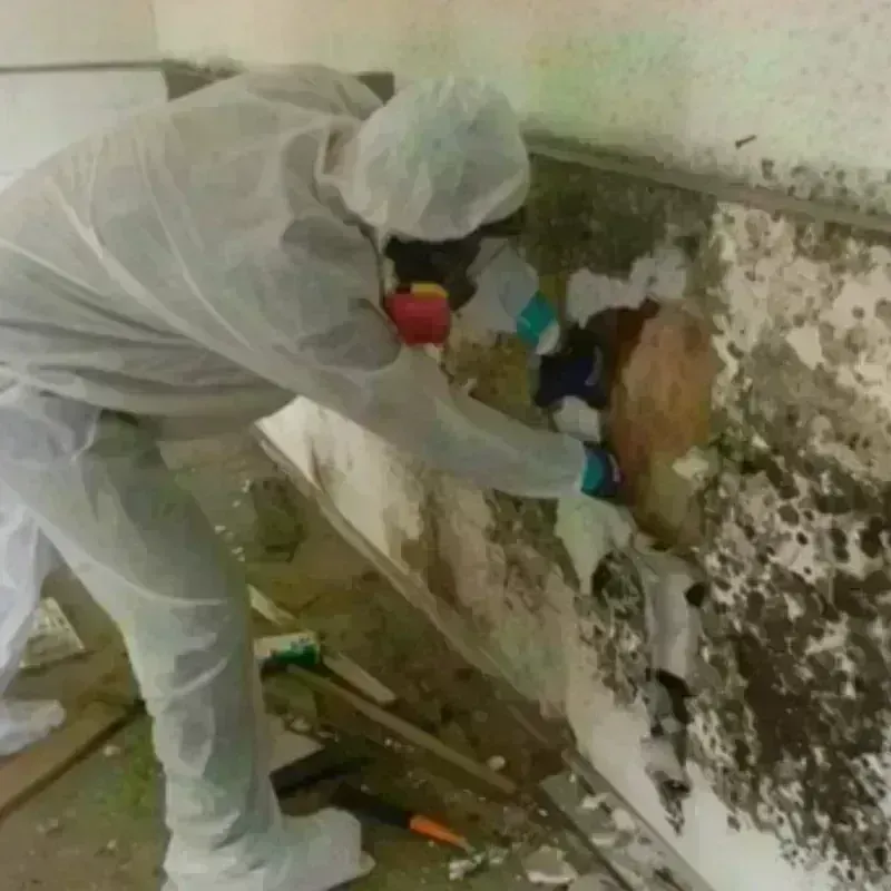 Mold Remediation and Removal in Wheeling, WV